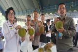 Kontes durian lokal gali potensi buah unggulan di Lamandau