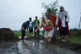 Pemkot Semarang uji coba varietas padi tahan  rob