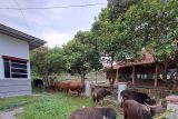 Poso Energy sumbang 11 ekor sapi pada Lebaran Idul Adha