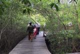 43 ribu wisatawan banjiri Kebun Raya Mangrove Surabaya