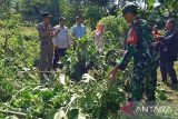 Pemusnahan puluhan pohon kecubung di Cianjur