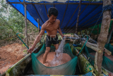 Produksi tepung sagu di Kendari