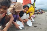 Pegiat konservasi di Mabar lepas 335 ekor tukik ke laut