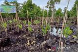 Sumsel memiliki potensi rehabilitasi  mangrove seluas 49.540 Ha