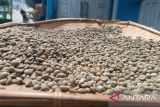 Wangi kopi yang menyejahterakan petani Sirukam