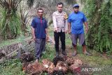 Polisi Musi Rawas buru pelaku pencuri 1,2 ton sawit di kebun warga