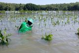 Nestle Milo lakukan penanaman 15.000 mangrove di Semarang