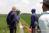 Kuota pupuk bersubsidi di  OKU capai 5.240 ton Urea