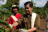 Pelatihan pascapanen 1.000 petani siap wujudkan eksistensi kopi Lahat