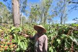Dishut Lampung sebut bibit MPTS bersertifikat diminati petani hutan