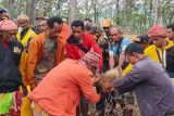 Masyarakat Fatumnasi gelar ritual sanksi adat bagi penebang pohon hutan lindung