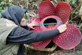 Bunga rafflesia Tuan-mudae kembali mekar sempurna di Marambuang Agam (Video)