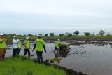 Pemkot Palangka Raya kembangkan padi di lahan gambut