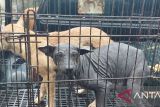 Seekor anjing liar yang gigit warga di Padang Panjang positif rabies