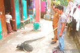 Padang Panjang waspada rabies, anjing liar di Sungai Andok bukan yang dicari