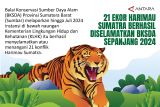 21 ekor Harimau Sumatra berhasil diselamatkan BKSDA sepanjang 2024