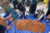 Mahasiswa Unhas melatih pemuda Maros budidaya jamur tiram