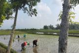 Serapan pupuk urea di Sleman terealisasi 32,10 persen