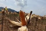 Bulog Lampung targetkan serap panen jagung 5.000 ton