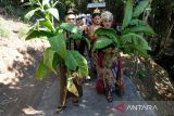 Tradisi Manten Tembakau di lereng Gunung Sumbing