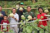 Kodim Mamuju kembangkan pertanian hortikultura di Kalukku