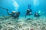 CTC kembangkan kawasan konservasi laut RI dukung ekonomi biru