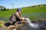 Pakar: Program pompanisasi Kementan meningkatkan produksi