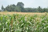 Harga jagung di Pasaman Barat naik jadi Rp5.000 per kilogram