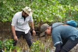 Peduli lingkungan, IMIP kembali tanam 3.000 Mangrove