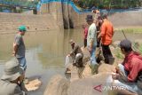 Pemkab Batang  tebar benih ikan di sungai jaga populasi