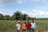 10 haktere lahan sawah di Desa Baru Pasaman Barat gagal panen