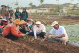 Gandeng BRIN, Mbak Ita tanam Bawang Merah Lokananta