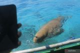 Wisata melihat dugong di Alor