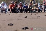 Ratusan anak penyu dilepasliarkan di Pantai Sodong Cilacap