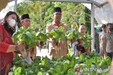 Keberhasilan Disarpustaka menanam sayur pakcoy patut dicontoh, kata Pj Kapuas