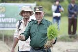 Gubernur: Budidaya padi sistem MTOT sangat menguntungkan petani