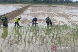 Penyangga pangan IKN, Kotim dapat program cetak sawah 58.000 hektare