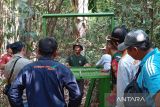 Makan sapi warga, BKSDA pasang umpan perangkap harimau di Kabupaten Bengkulu Utara