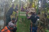 Petugas pasang dua kandang jebak harimau di Lampung Barat