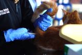 Pemeriksaan suhu tubuh kucing sebelum diberi vaksin rabies