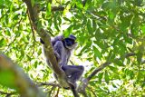 Apa kabar Owa Jawa di hutan Sanggabuana Karawang