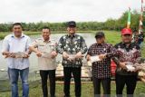 Kabupaten Banyuasin penghasil  ikan patin terbesar kedua di Sumsel