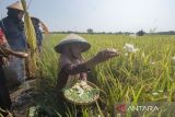 Tradisi Wiwitan Padi di Klaten