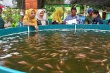 Budidaya ikan biofloc di Kota Batam aman dari dampak cuaca ekstrem