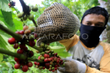 Harga kopi robusta tingkat petani turun di Aceh Barat