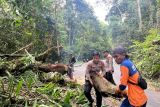 Petugas evakuasi pohon tumbang di jalan lintas Pesisir Barat