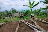 BKSDA Sumbar bangun tiga kandang komunal di Agam lindungi ternak warga