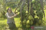 Mengenal Kelapa Bido, Cepat Berbuah dan Lambat Bertambah Tinggi