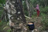 Harga karet di Bengkulu capai Rp28 ribu perkilogram