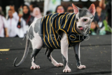 Peragaan busana kucing di Palangka Raya